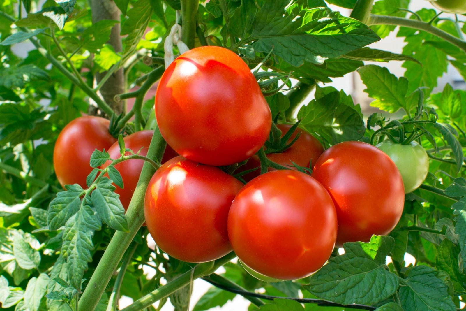 What Is The Health And Beauty Benefits Of Tomatoes